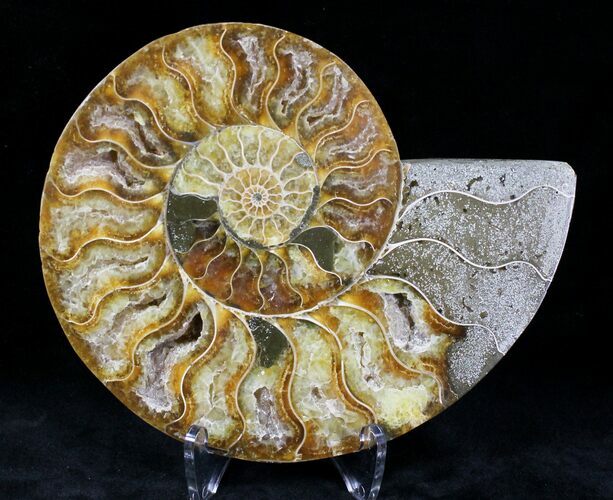 Cut Ammonite Fossil (Half) - Agatized #21166